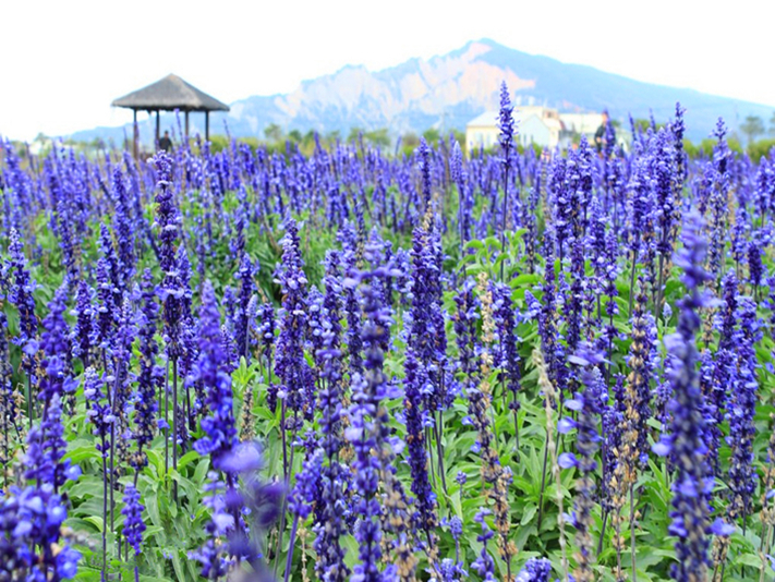 新社古堡.薰衣草森林.紙箱王