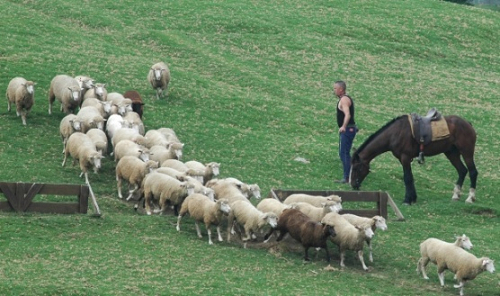 清泉崗機場/台中機場→日月潭→清境 單程 共乘.服務.一位550