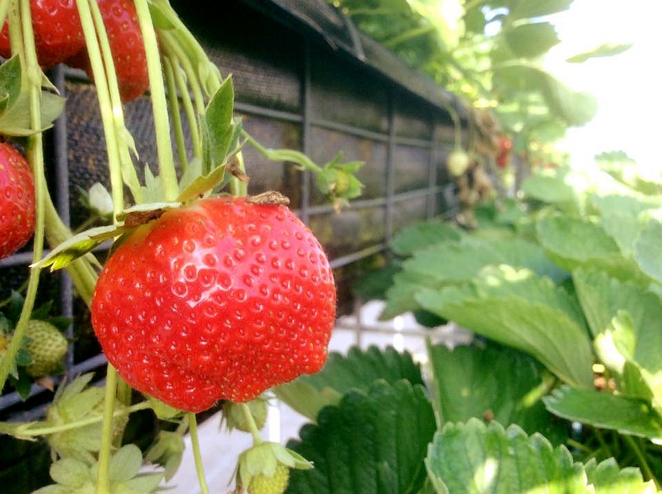 2017大湖草莓季開跑