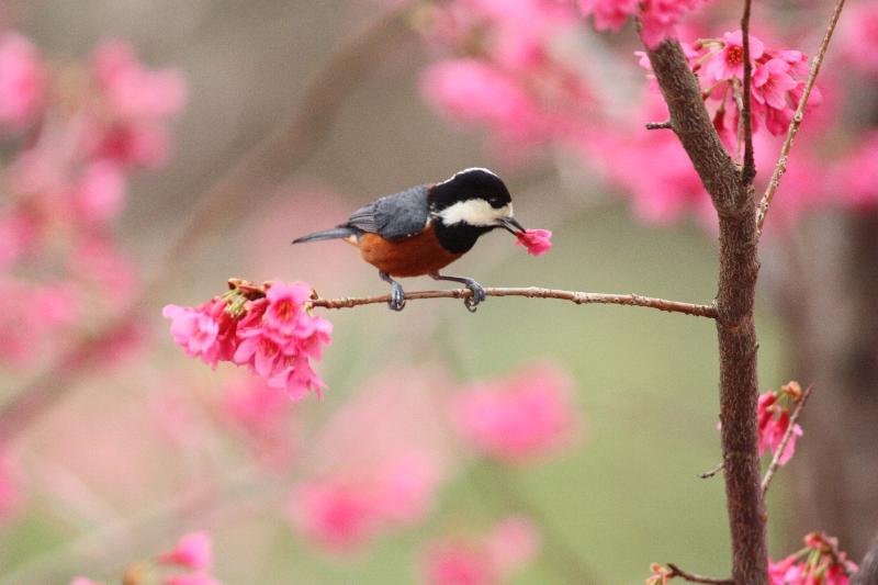 聽鳥音、知鳥事~八仙山落櫻繽紛賞鳥樂